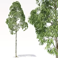 Tall Green Arbor Trees With Lush Canopy And Thick Trunk 3d model