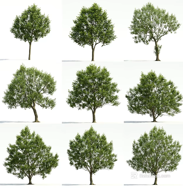 Various Arbor Trees Displaying Lush Green Foliage And Different Canopy Shapes 3d model