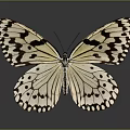 White and Black Spotted Butterfly With Open Wings On Gray Background And Reflection 3d model