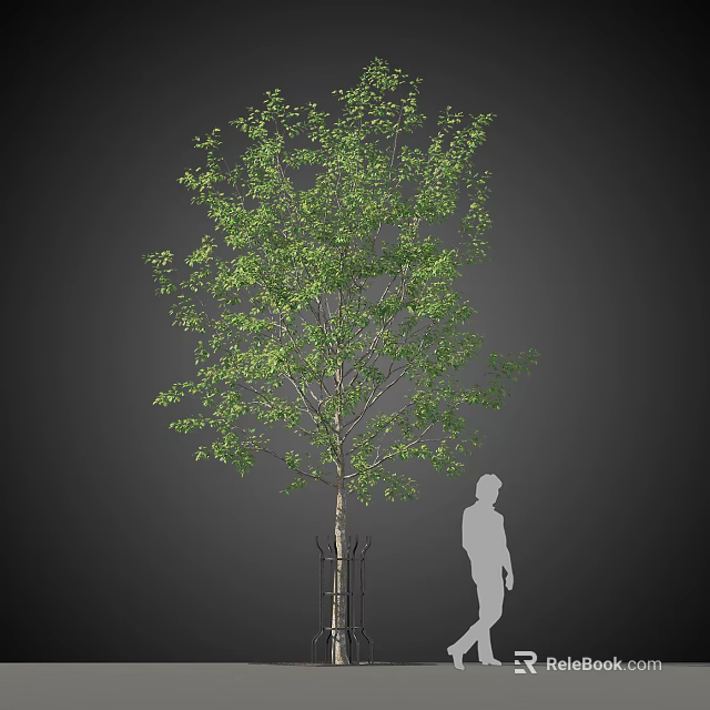 Lush Green Arbor Tree With Thick Trunk Support Structure And Human Figure Proportion 3d model 