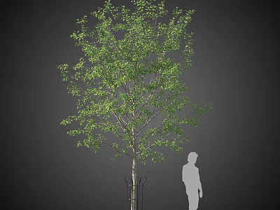 Lush Green Arbor Tree With Thick Trunk Support Structure And Human Figure Proportion 3d model