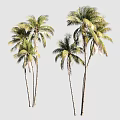 Tall Tropical Palm Trees With Lush Green Fronds And Slender Trunks
