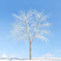 Tall Snow Covered Tree With Delicate Branches Against Clear Blue Sky 3d model