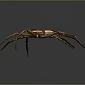 Brown Spider With Long Legs And White Stripe On Dark Background