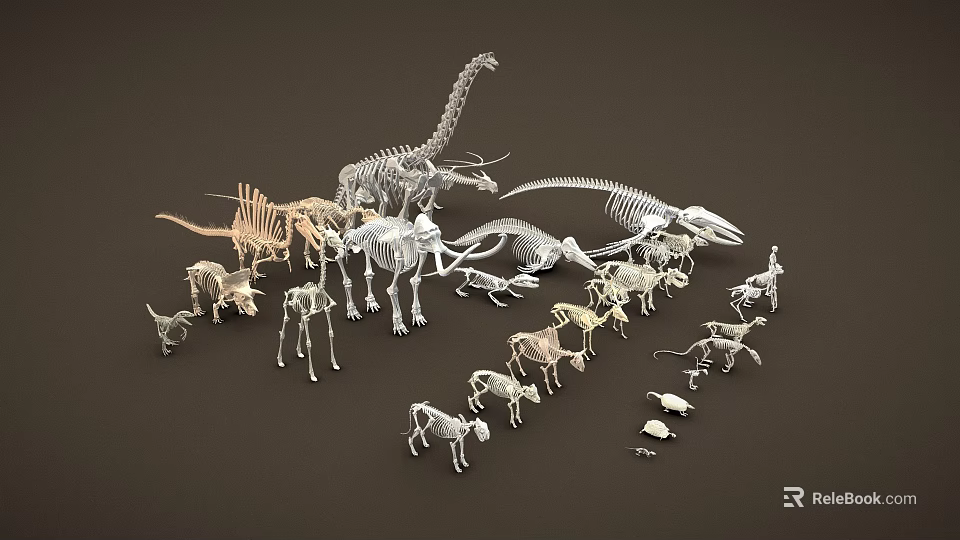 Dinosaur and Animal Skeleton Models Collection with Various Species and Sizes 3d model 