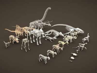 Dinosaur and Animal Skeleton Models Collection with Various Species and Sizes 3d model