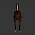 Chestnut Red Horse With White Face And Hooves Standing On Gray Background
