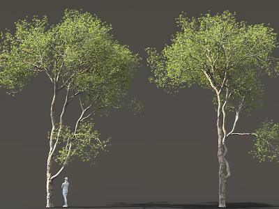 Two Tall Trees With Green Foliage And Human Figure In Gray Background 3d model
