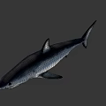 Realistic Gray Shark 3D Model With Open Mouth On Black Background