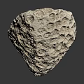 Aquatic Animal Near Natural Rough Stone With Reflective Surface And Texture