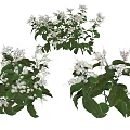 Three Bunches of Floral Plants with Green Leaves White Flowers and Red Accents