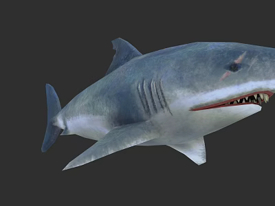 Realistic Shark With Sharp Teeth And Marine Aquatic Animal Features 3d model