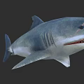 Realistic Shark With Sharp Teeth And Marine Aquatic Animal Features 3d model