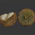 Fresh Whole and Halved Durian with Exposed White Flesh Close Up View