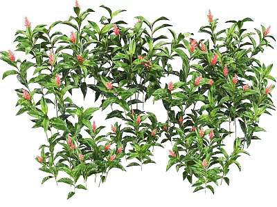 Ornamental Shrubs With Lush Green Leaves And Pink Flowers For Outdoor Garden Landscaping 3d model