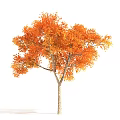 Vibrant Autumn Tree With Orange Yellow Leaves And Slender Trunk