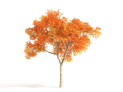 Vibrant Autumn Tree With Orange Yellow Leaves And Slender Trunk 3d model