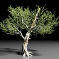Isolated Green Leaf Shrub With Light Colored Branched Trunk On Gray Surface
