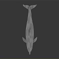 Realistic Silver 3D Dolphin Model With Glossy Surface And Reflection On Black Background 3d model