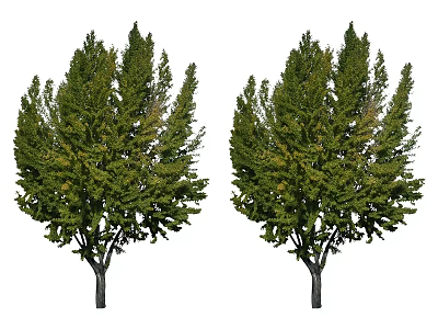 Two Lush Arbor Trees With Vibrant Green Foliage And Strong Trunks 3d model