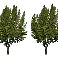 Two Lush Arbor Trees With Vibrant Green Foliage And Strong Trunks