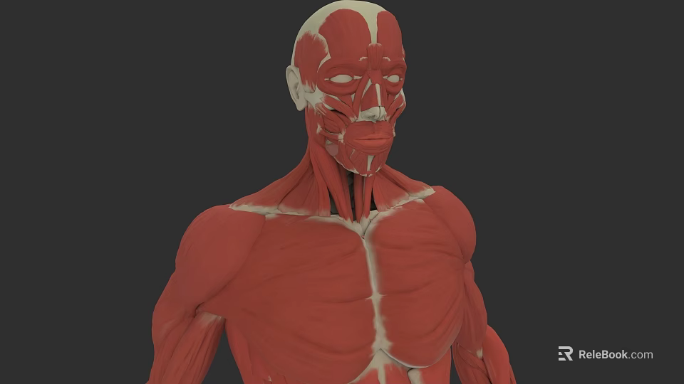 Male Muscular Anatomy 3D Model With Detailed Muscle Structure 3d model 
