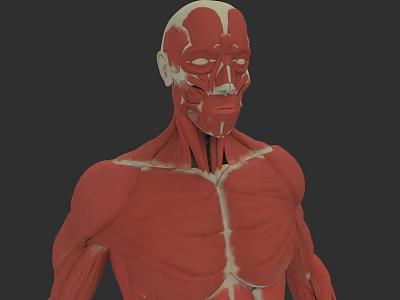 Male Muscular Anatomy 3D Model With Detailed Muscle Structure 3d model