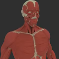 Male Muscular Anatomy 3D Model With Detailed Muscle Structure