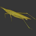 Yellow Grasshopper with Long Legs on Black Background with Clear Reflection 3d model