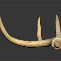 Detailed Deer Antler Organ With Natural Texture Isolated On Dark Background