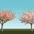 Cherry Trees With Pink Blossoms Standing On Green Grass Against Blue Sky