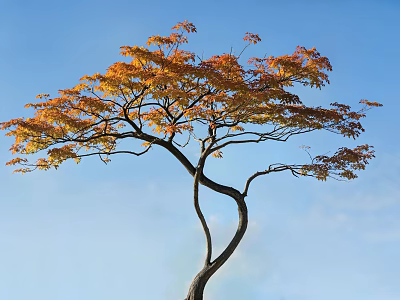 Curved Trunk Tree With Orange Red Leaves Against Blue Sky Background 3d model