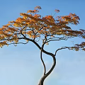 Curved Trunk Tree With Orange Red Leaves Against Blue Sky Background
