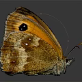 Brown and Orange Butterfly with Spots on Wings in Close Up View on Reflective Surface