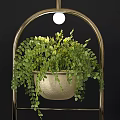 Stylish Hanging Basket Plants with Metal Frames and Lush Green Ferns