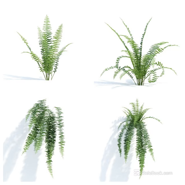 Different Types of Green Ferns with Lush Foliage for Indoor Decoration 3d model 