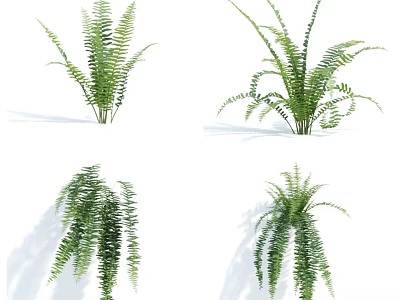 Different Types of Green Ferns with Lush Foliage for Indoor Decoration 3d model