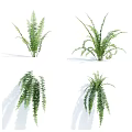 Different Types of Green Ferns with Lush Foliage for Indoor Decoration