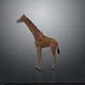 Giraffe With Long Neck And Spotted Coat Standing On Smooth Dark Surface 3d model