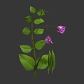 Fresh Pea Plant With Green Leaves Purple Flowers And Pea Pods