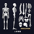 Human Skeleton Skull Spine Joint Medical Wall Chart Skeleton Structure Chart Line Illustration 3d model