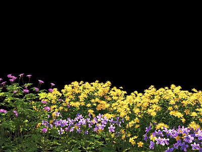 Vibrant Yellow and Purple Flowers Blooming Densely with Green Leaves Against Black Background 3d model