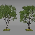 Two Green Trees In Square Planters With Lush Foliage And Brown Trunks 3d model