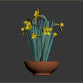 Yellow Daffodil Plant With Green Leaves In Orange Terracotta Pot On Gray Background