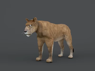 Realistic Lioness Standing On Gray Background With Brown Fur And Natural Posture 3d model