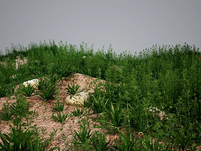 Lush Green Plants And Herbs Growing Naturally In Grassland With Exposed Soil And Stones 3d model