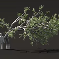 Leaning Tree With Green Leaves And Gray Human Silhouette Under Its Branches