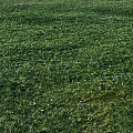 Lush Green Grass Field With Small White Flowers In Natural Setting