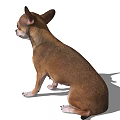 Cute Brown And White Chihuahua Dog Sitting Calmly On White Background