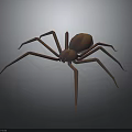 Brown Spider 3D Model With Long Legs On Dark Gradient Background 3d model